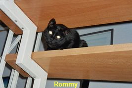 Unsere Findelkatze Rommy